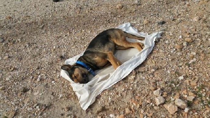 dogdead