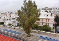 Ο Ευκάλυπτος του Μαρσώ κόβεται! Ανένδοτη η δημοτική αρχή Αποστολόπουλου