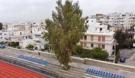 Πρώτη δικαστική νίκη των πολιτών για τον ευκάλυπτο του Μαρσώ!