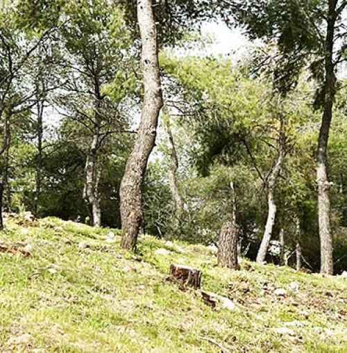 Αστικό πράσινο και στάθμευση στο Δημοτικό Συμβούλιο της Τετάρτης